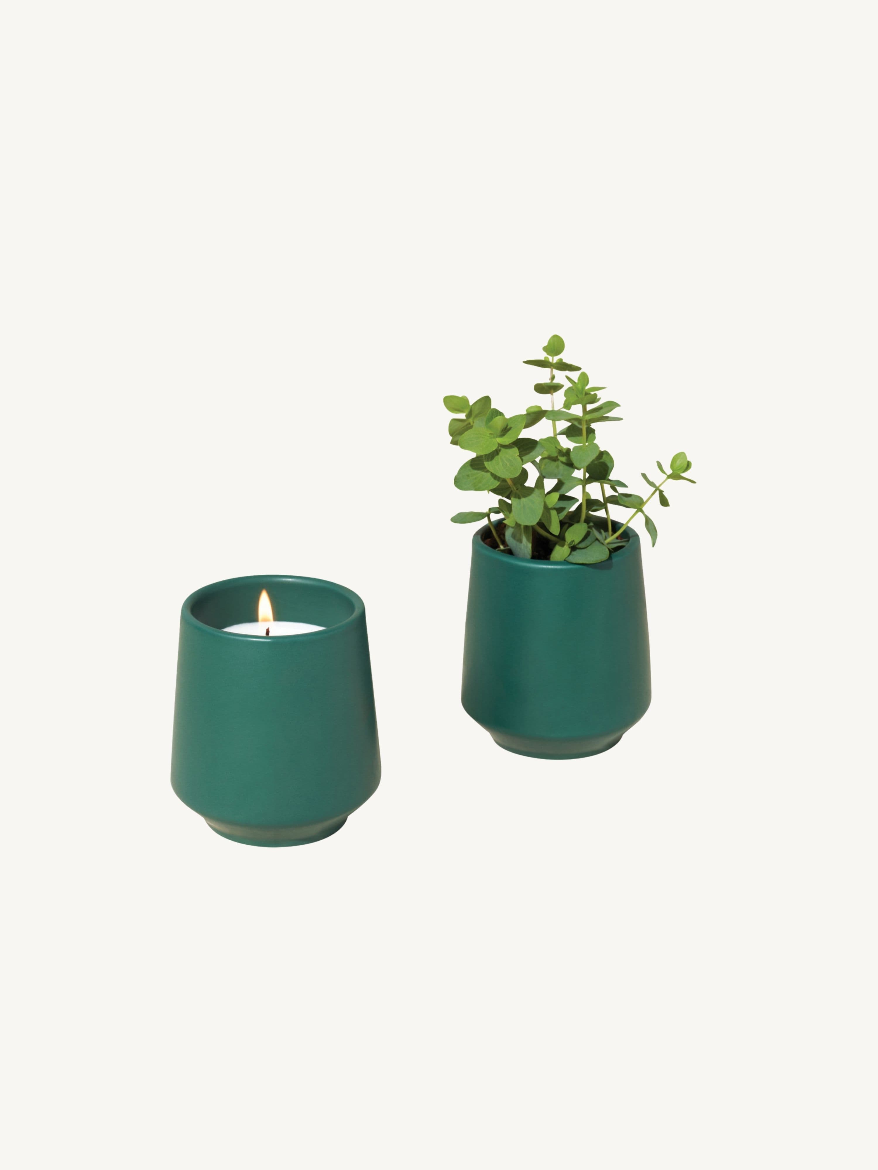 Modern Sprout Rooted Candle